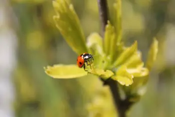 how do ladybugs protect themselves what eats ladybugs