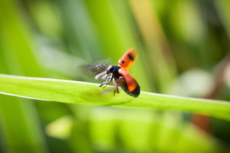 Can Ladybugs Fly? These Flying Facts Will Surprise You