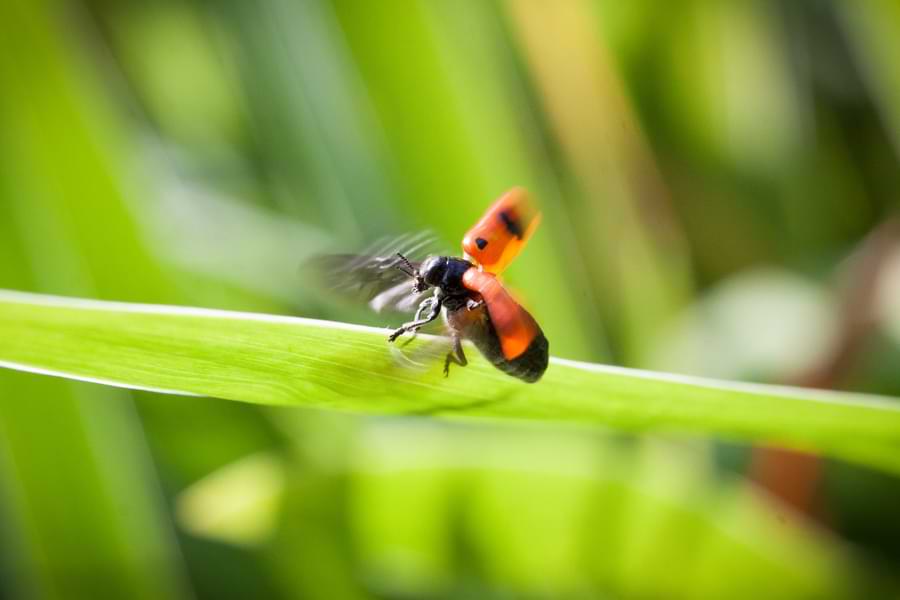 how ladybugs fly - ladybug in flight