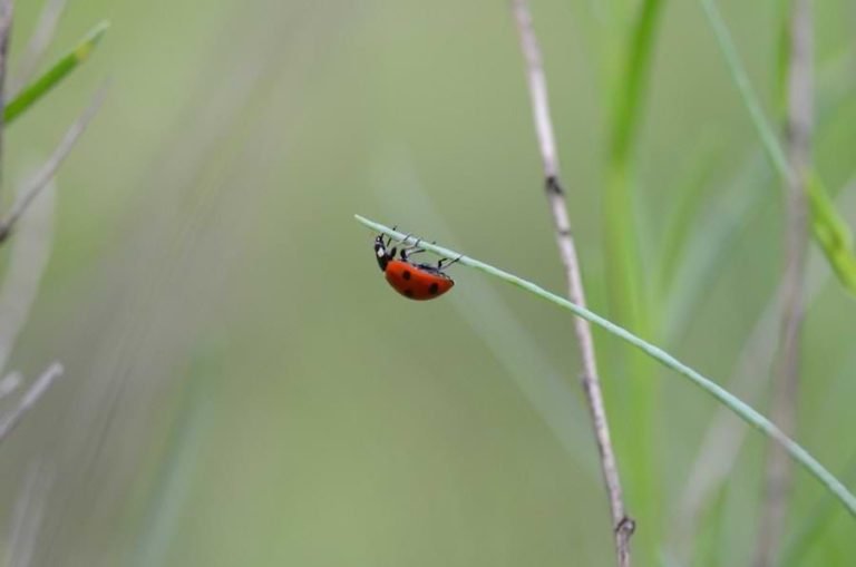 how-to-keep-ladybugs-in-your-garden-ladybug-planet