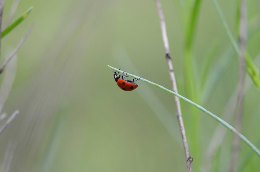 how to keep ladybugs in your garden