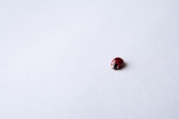 How To Tell If A Ladybug Is Dead Dying Or Hibernating And What To Do