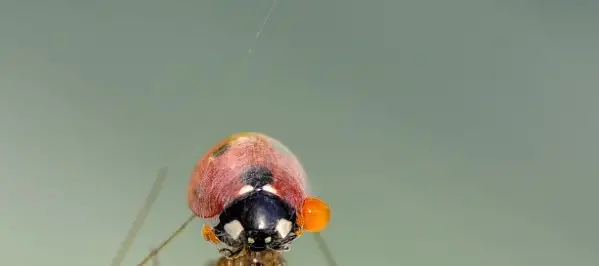 ladybug emitting defense chemical
