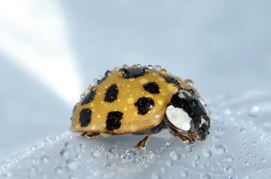 ladybugs have tough shells