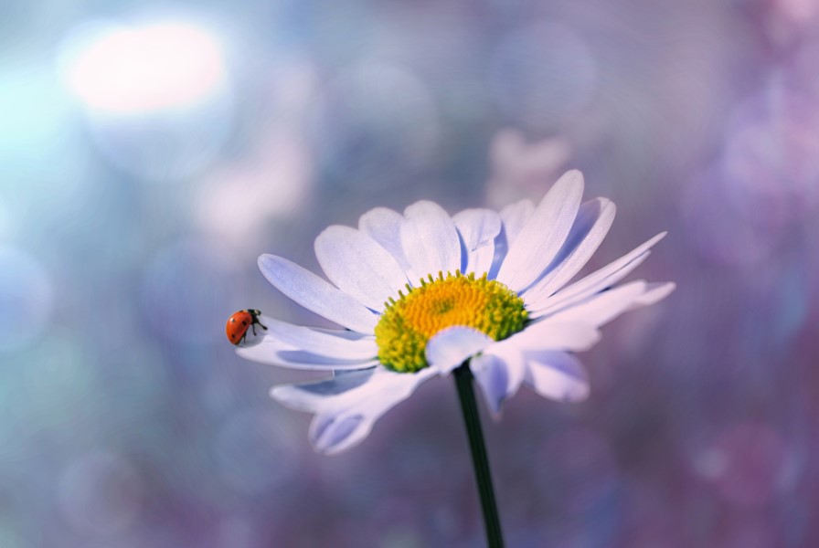 ladybugs like flowers