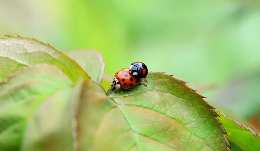when do ladybugs mate - mating across ladybug sopecies