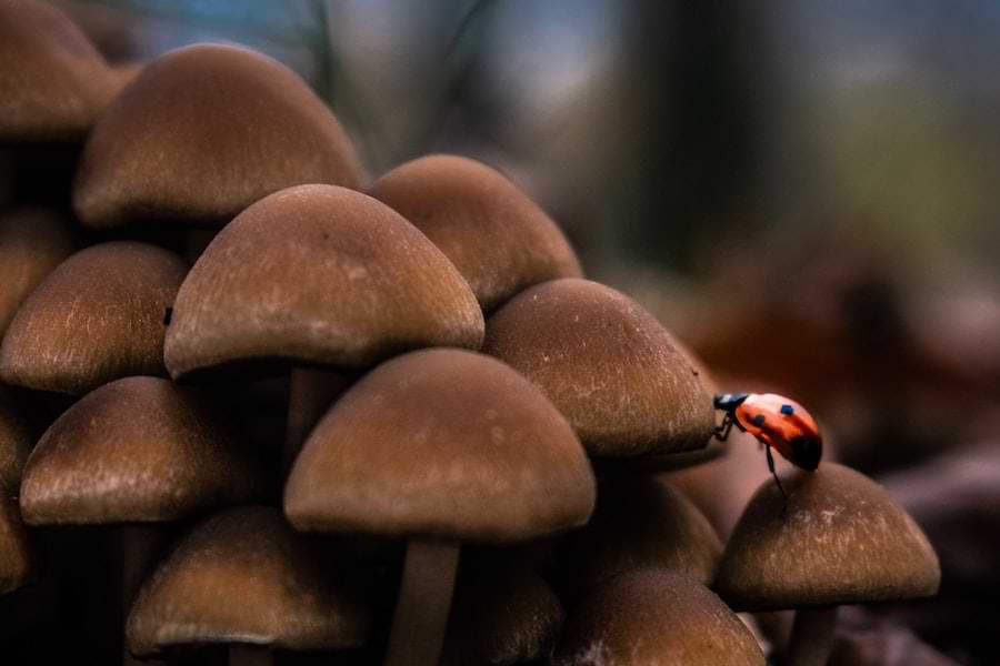 what attracts ladybugs - ladybug on mushroom