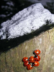 What Do Ladybugs Do In Winter - Where Do They Go And Why?