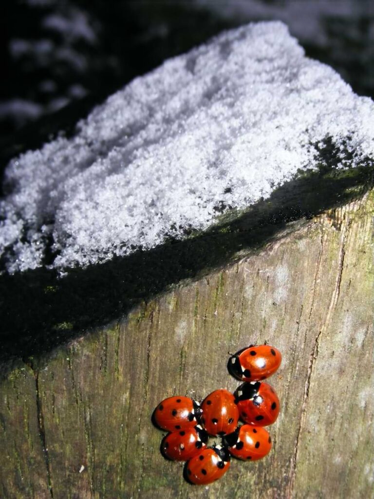 what do ladybugs do in winter