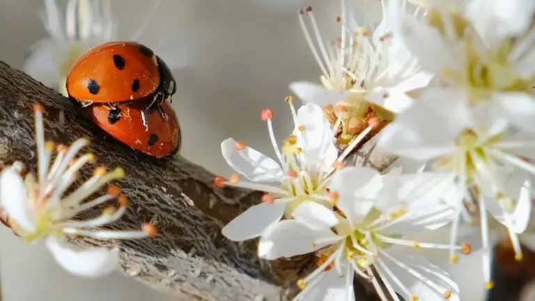 When Do Ladybugs Mate? Ladybug Mating and Reproduction Process