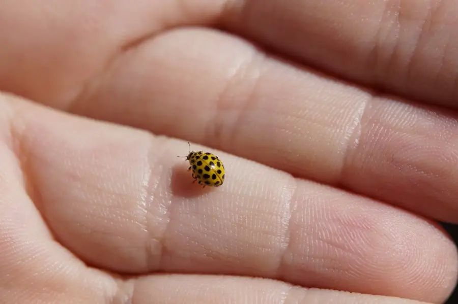 What Does Seeing A Orange Ladybug Mean Spiritually