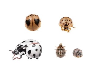 white ladybug types