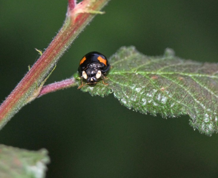 bolack ladybug - Chilocorinae
