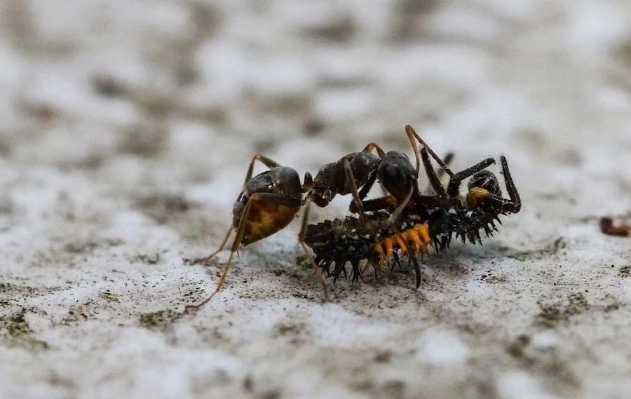 ants attack ladybug larvae