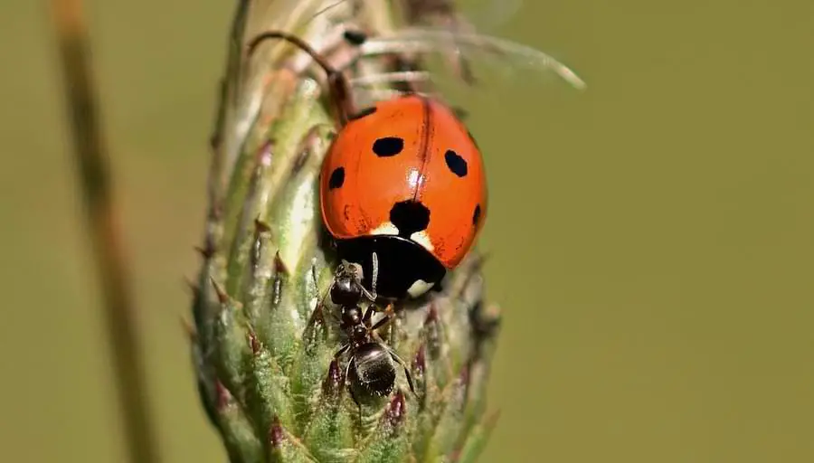 do ladybugs eat ants - ladybug and ant