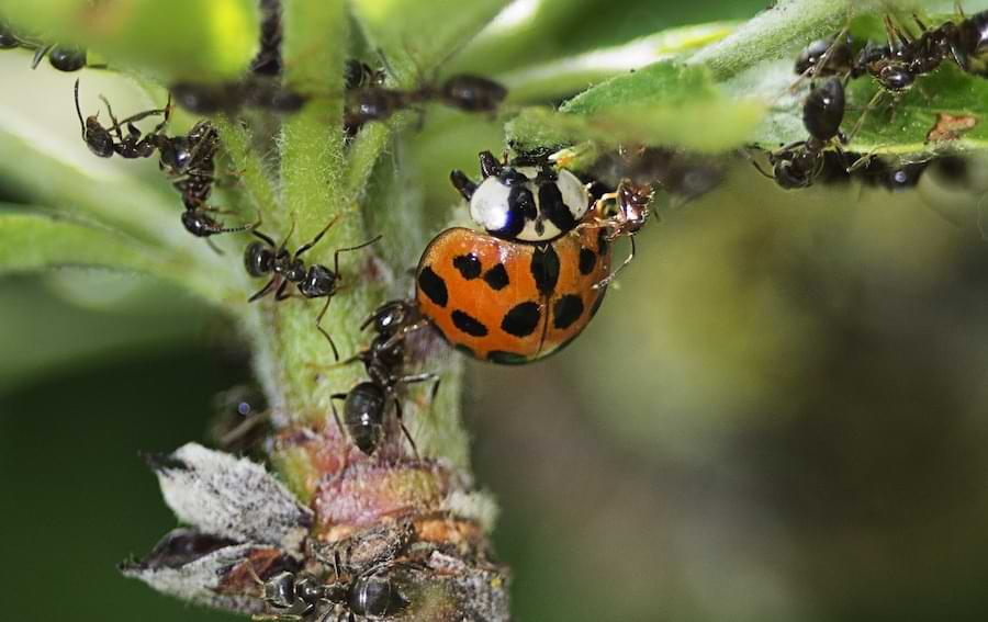 do ladybugs eat ants