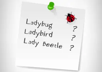 ladybug-ladybird-lady-beetle
