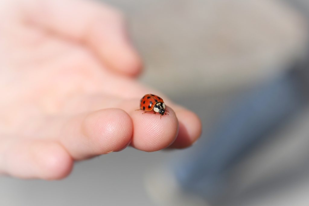 ladybug lands on you meaning