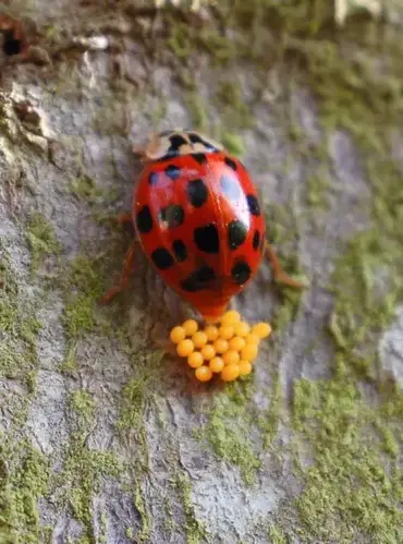 How Long Do Ladybugs Live The Life Cycle Of The Ladybird