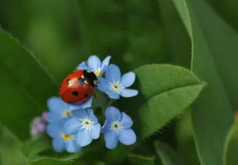 How Long Do Ladybugs Live The Life Cycle Of The Ladybird