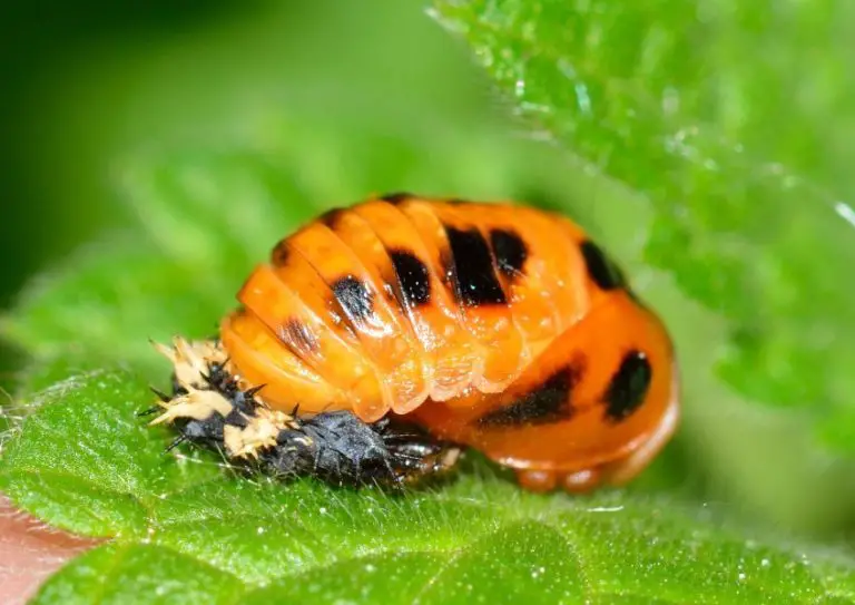 How Long Do Ladybugs Live? The Life Cycle of The Ladybird