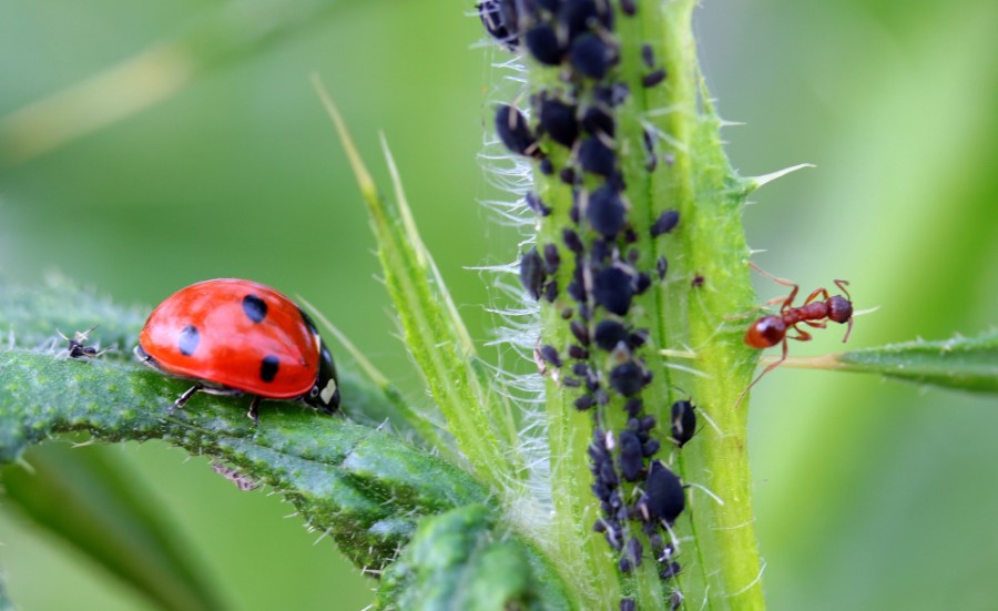 Ant vs Ladybug