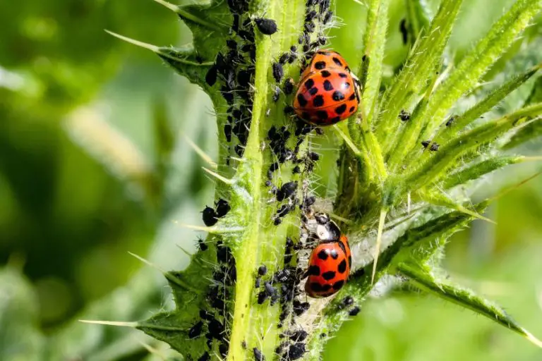 how-long-do-ladybugs-live-the-life-cycle-of-the-ladybird