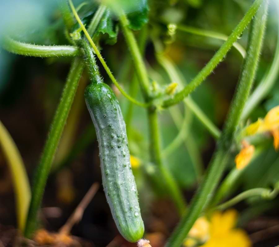 plants that attract ladybugs - zucchini