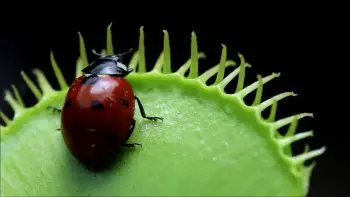 what eats ladybugs?
