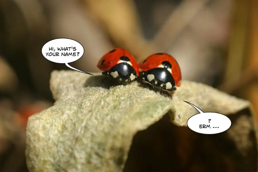 whats your name ladybug
