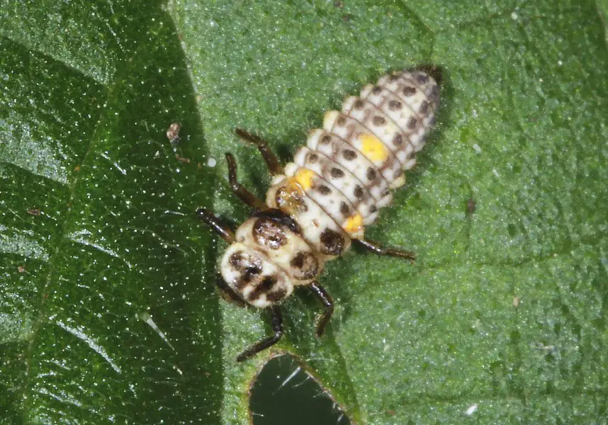 10-spot-ladybird larva