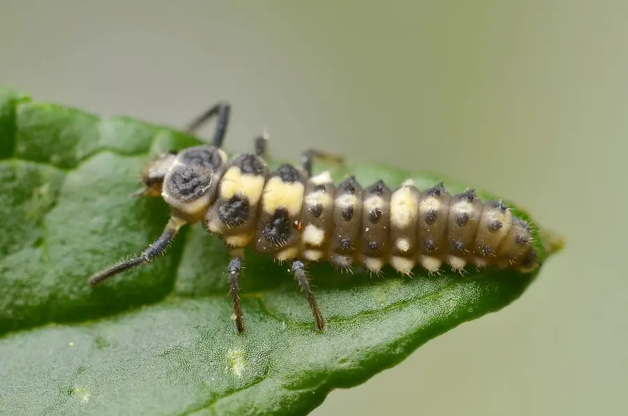 14 spot ladybug larva