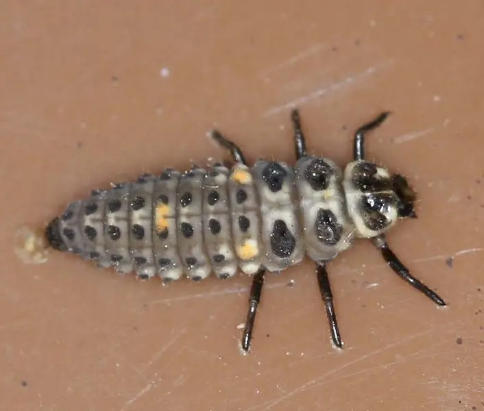 2-Spot-Ladybird-larva