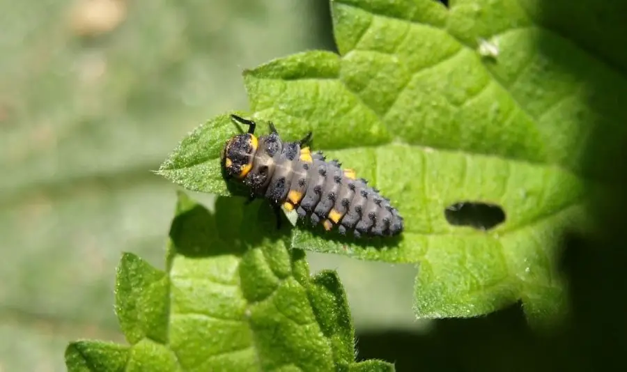 7-spot-ladybug larva.