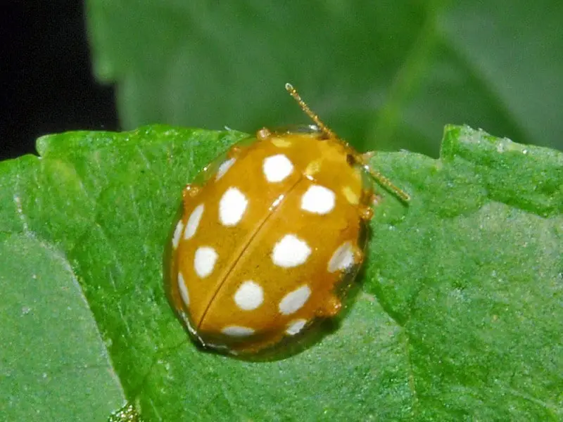 orange ladybug adult
