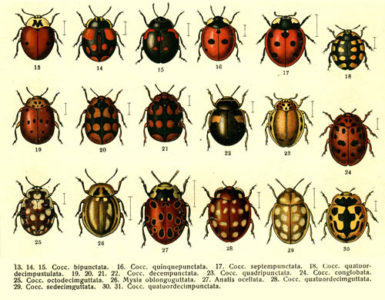 ladybugs classification bugs sorts underside taxonomy coccinellidae beetles ladybirds gradina beneficiile coleoptera kinds biology