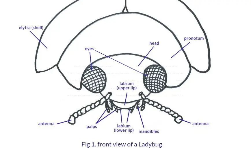 図1.てんとう虫の正面図、てんとう虫の顔の解剖を示す