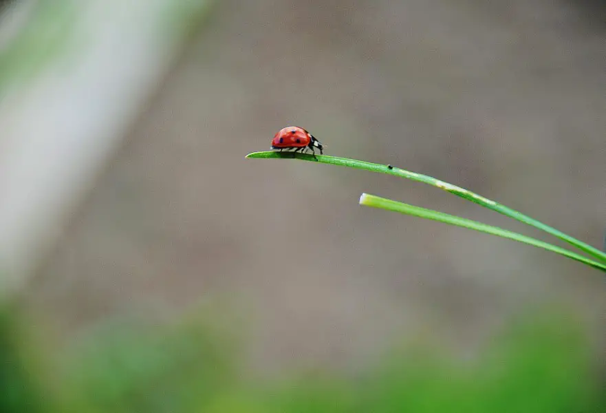 Asian lady beetle danger to native ladybug