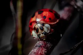 https://ladybugplanet.com/wp-content/uploads/2019/02/asian-lady-beetle-vs-ladybug.jpg