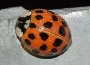https://ladybugplanet.com/wp-content/uploads/2019/02/asian-lady-beetle.-300x218.jpg