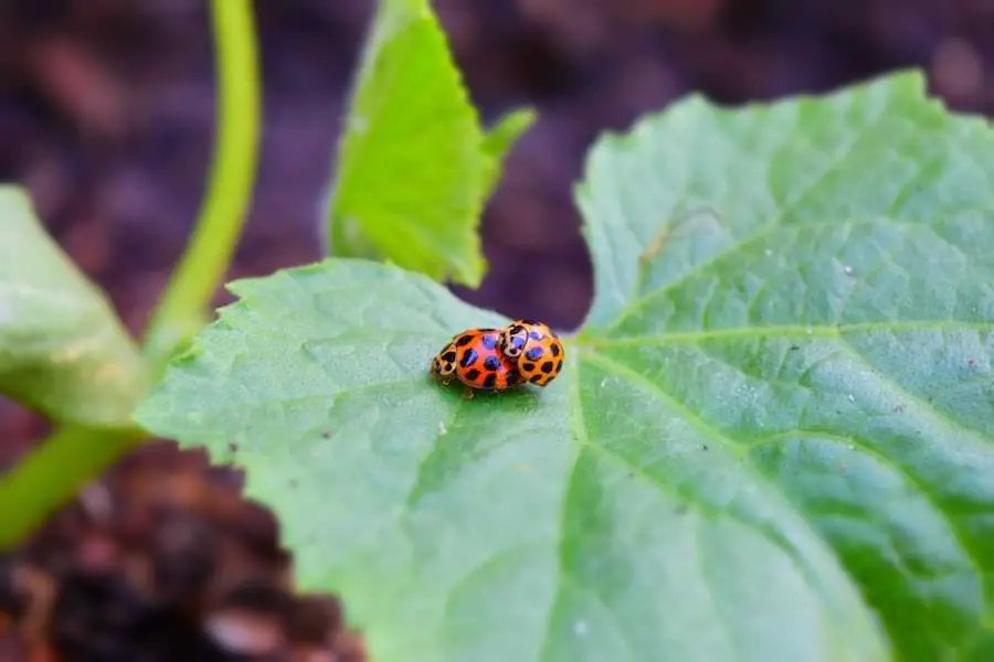 asian lady beetles mating