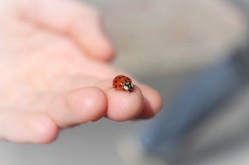 orange ladybug bite