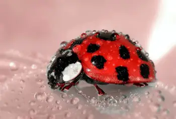 What Do Ladybugs Drink? 