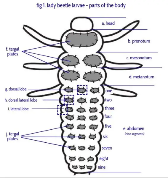 lady beetle larvae - parts of the body
