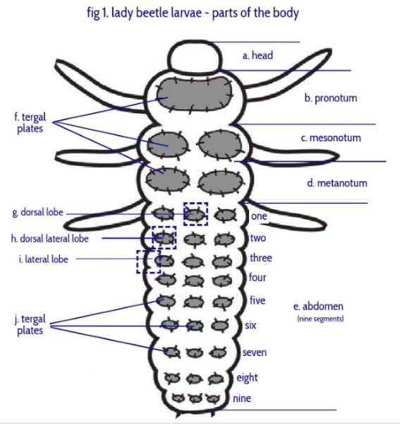 Ladybug Identification Chart