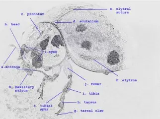 anatomy of a ladybug