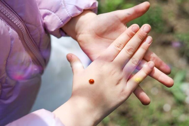 Do Ladybugs Bite? Which Ones, Why, and What To Do About It