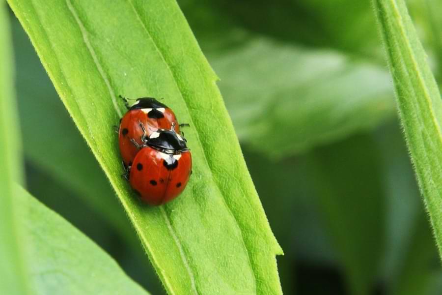 ladybug male and female mating