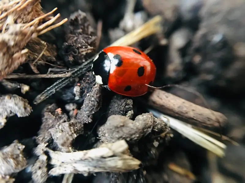 Ladybug Male or Female - the Differences and How to Tell