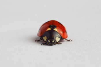 native ladybug